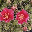 Opuntia fragilis cv. Föhr      (dw)