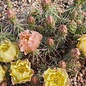 Opuntia fragilis cv. Freising      (dw)