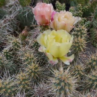 Opuntia fragilis   White Mts. Cal.    (dw)