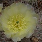 Opuntia hystricina cv. Cactusmania      (dw)