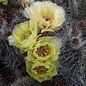 Opuntia hystricina  MUG 119 Pima Co., Süd-Arizona, USA    (dw)