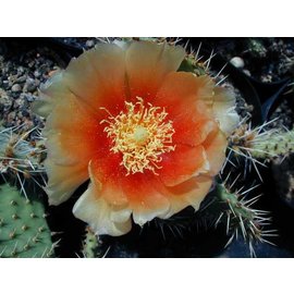 Opuntia macrorhiza cv. Apricot      (dw)