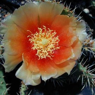 Opuntia macrorhiza cv. Apricot      (dw)