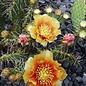 Opuntia macrorhiza cv. Apricot      (dw)