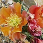 Opuntia phaeacantha cv. Orangeade      (dw)