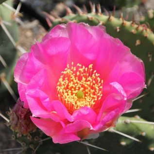 Opuntia polyacantha   Loa Pass, Utah, 2400 m    (dw)