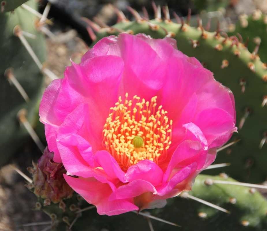 Opuntia polyacantha (dw) Uhlig Kakteen Über 5000 verschiedene Arten