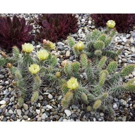 Opuntia polyacantha   Powell, Wyoming, Blüte gelb, hart bis -20°C    (dw)