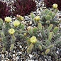 Opuntia polyacantha   Powell, Wyoming, Blüte gelb, hart bis -20°C    (dw)