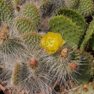 Opuntia polyacantha var. trichophora      (dw)