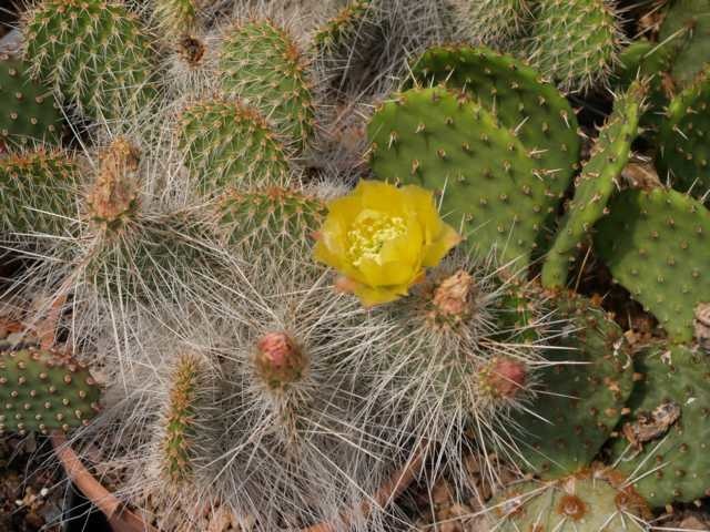 Opuntia polyacantha var. trichophora (dw) Uhlig Kakteen Über 5000