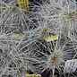 Opuntia polyacantha  heacockii  Chaffee, Co., Colorodo, USA, 2530 m    (dw)