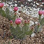 Opuntia polyacantha cv. rufispina   Bicknell, Utha    (dw)