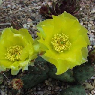 Opuntia polyacantha v. inermis cv. Essbar      (dw)