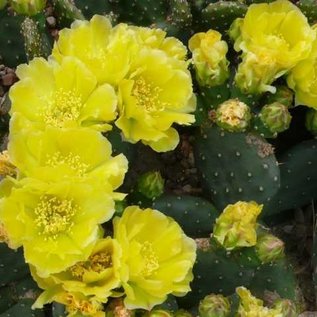 Opuntia polyacantha v. inermis cv. Essbar      (dw)