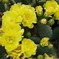 Opuntia polyacantha v. inermis cv. Essbar      (dw)