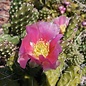 Opuntia rutila cv. Super      (dw)