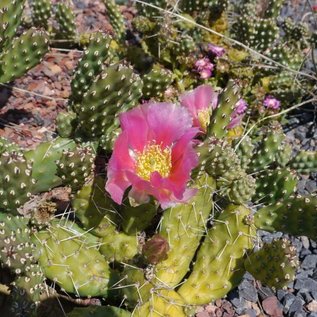 Opuntia rutila cv. Super      (dw)