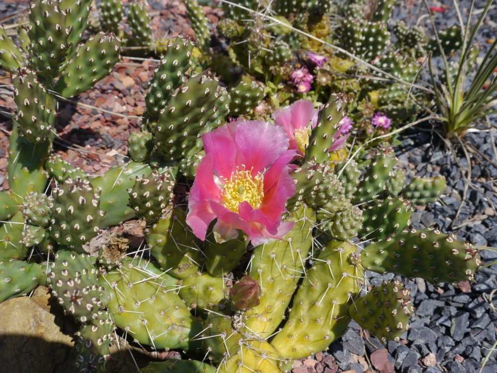 Opuntia rutila cv. Super (dw) Uhlig Kakteen more than 5,000