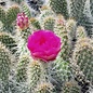 Opuntia erinacea v. ursina  St. George, Utah    (dw)