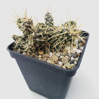 Opuntia fragilis v. parviconspicua      (dw)