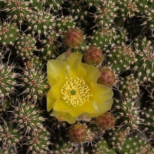 Opuntia fragilis  LZ 364 Boulder Mnts., Utah, USA, 2300 m    (dw)