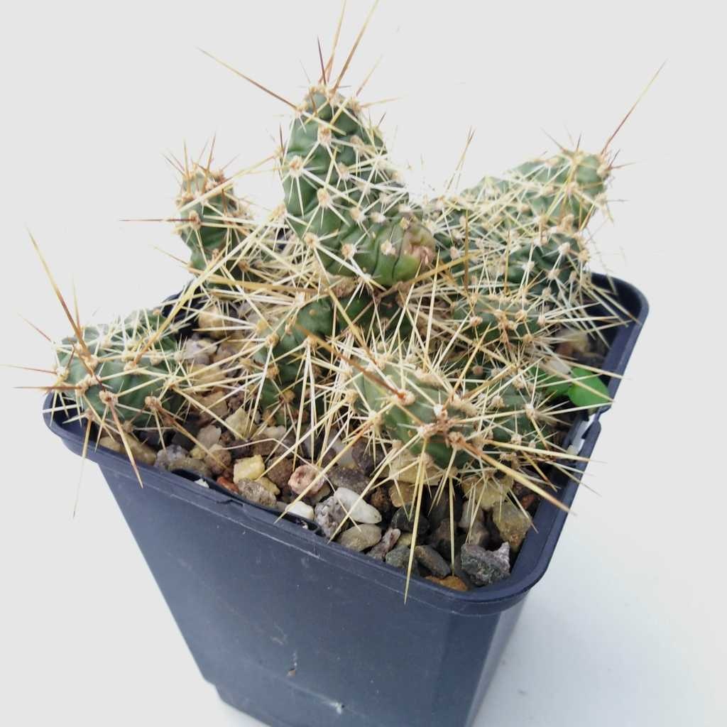 Opuntia fragilis v. sydowiana (dw) Uhlig Kakteen Über 5000