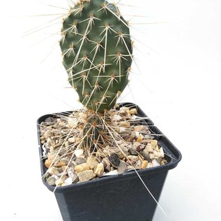Opuntia erinacea v. ursina  Canyon City    (dw)