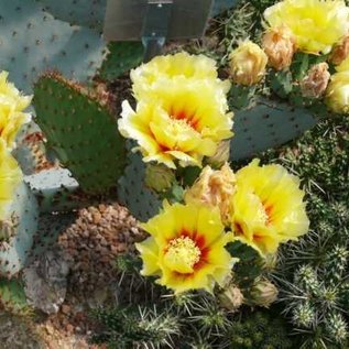 Opuntia macrocentra  SB 911 Orogrande, New Mexico    (dw)