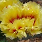 Opuntia macrocentra  SB 911 Orogrande, New Mexico    (dw)