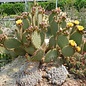 Opuntia strigil cv. Kurt      (dw)