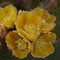 Opuntia strigil cv. Kurt      (dw)