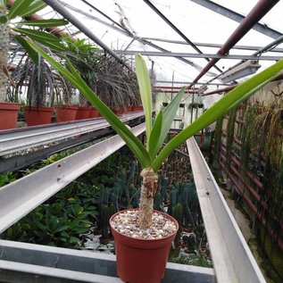 Crinum arabicum   Hawaii