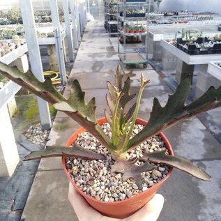 Kalanchoe synsepala v. dissecta