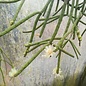 Rhipsalis neves-armondii