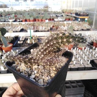 Austrocactus spec. PHA 2145 clone 6 innestato