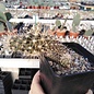 Austrocactus spec. PHA 2145 clone 15 innestato