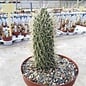 Cylindropuntia bigelovii