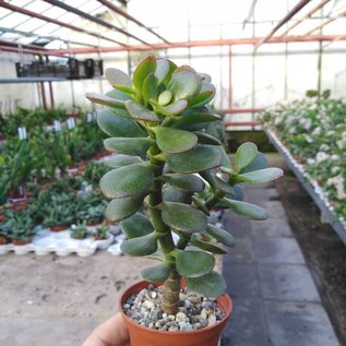 Crassula portulacea v. minor XL