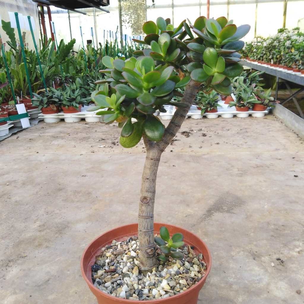 Crassula portulacea v. minor Uhlig Kakteen Über 5000 verschiedene Arten