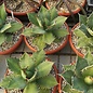 Agave titanota