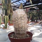 Oreocereus trollii  BOS 559 n. Humahuaca, Huma2