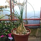 Albuca spec. nov. aff. Humilis Lav. 26172