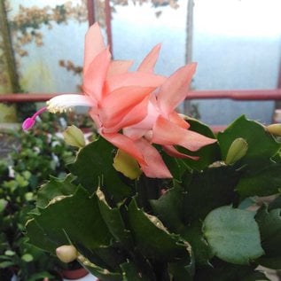 Schlumbergera-Hybr. Thor Freya