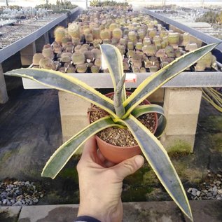 Agave americana cv. Marginata