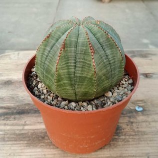 Euphorbia obesa   South Africa