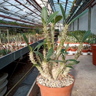 Pachypodium horombense branches