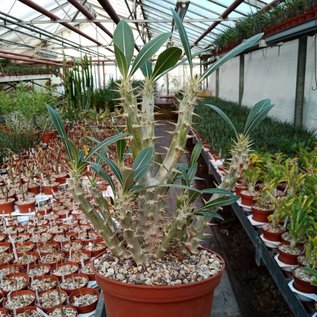 Pachypodium horombense ramas