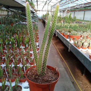 Aporocactus flagelliformis-Hybr. Rolfs Beste