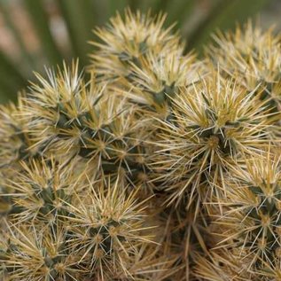 Cylindropuntia echinocarpa  MUG 167 Riverside, San Bernardino, Kalifornien, USA, ca. 1600 m    (dw)